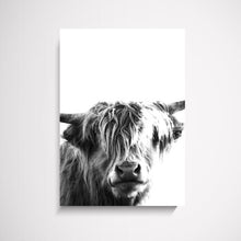 Head-On Scottish Cow wall art print Wall Art Print - Yorkelee Prints Australia