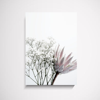 Thea Flower protea pink and grey wall art print Australia